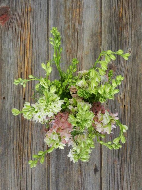 LIGHT PINK LARKSOPUR